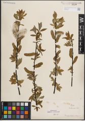 Foto von Salix daphnoides Vill.